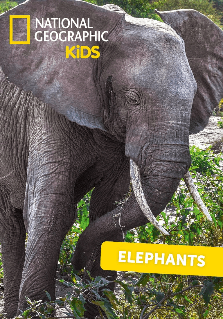 National Geographic Kids: Elephants Tonie image 5