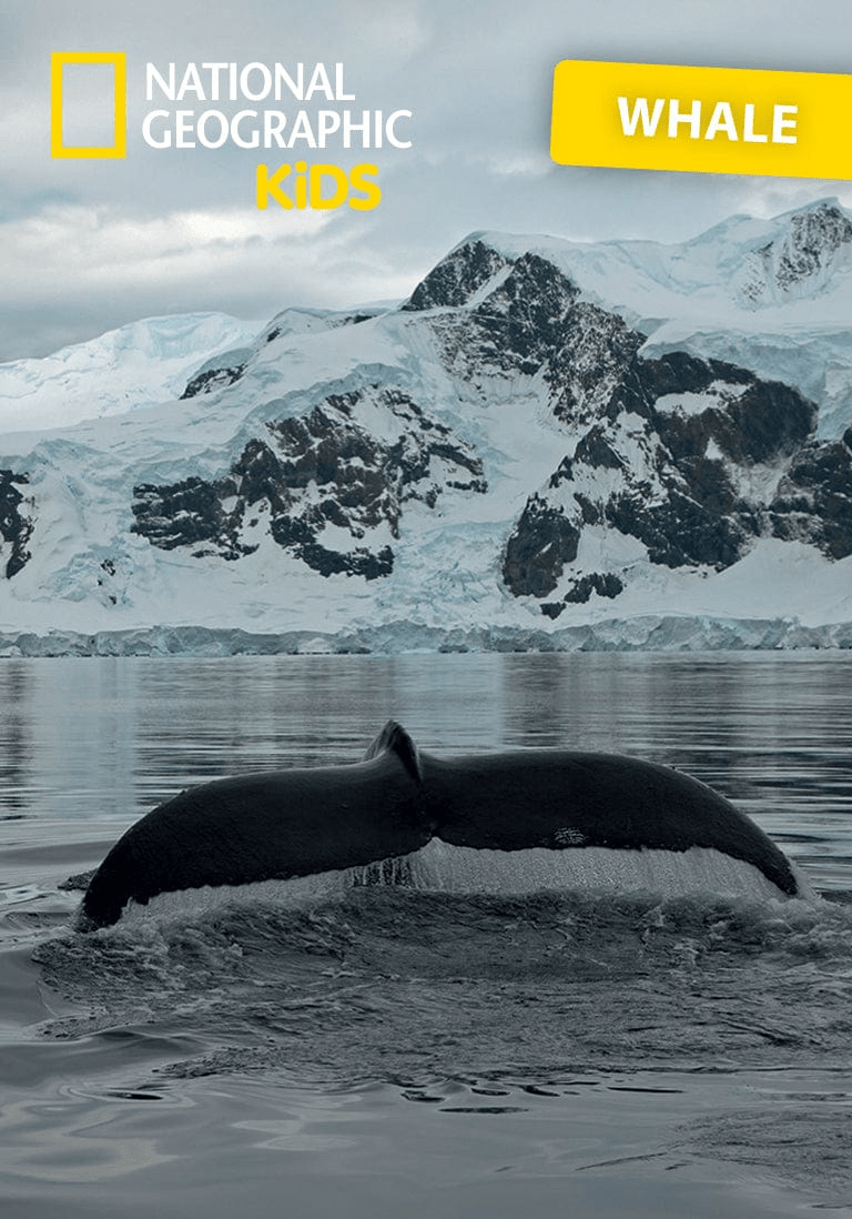 National Geographic Kids: Whale Tonie image 4